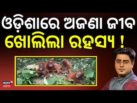 ଓଡ଼ିଶାରେ ବଣ ମଣିଷ ! 5 Orangutans Found in Odisha | International Smuggling Suspected | Asala Katha