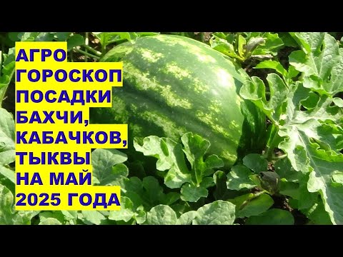 Лучшее время для посадки кабачков и дынь в мае 2025 года для МАКСИМАЛЬНОГО УРОЖАЯ