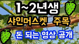 #샤인머스켓재배기술 #샤인포도1년생2년생3년생 #화수지베린지베렐린알솎이 #시설대형비가림비닐하우스