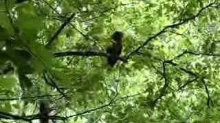 preview picture of video 'Barred Owl'