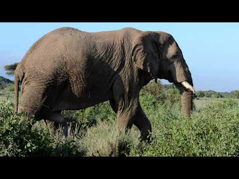 !!!!!!!!YOU HAVE NEVER SEEN  THIS!!!!! A FIVE LEGGED ELEPHANT IN AMBOSELI....