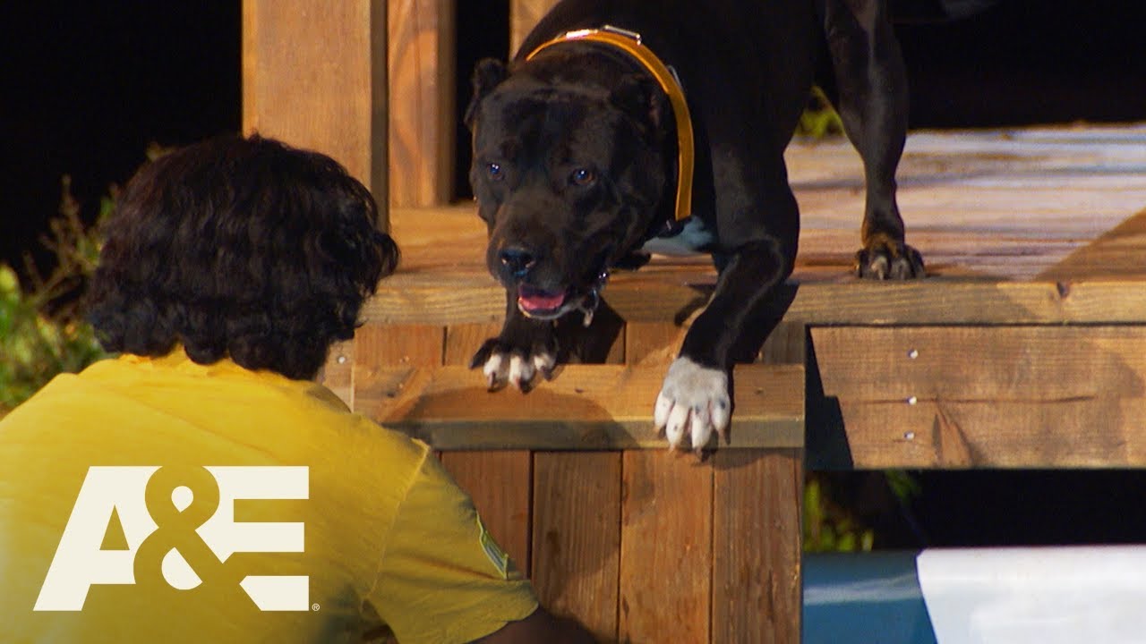 Pitbull Mix Leonittis Conquers His Fear of Water | America's Top Dog (Season 1) | A&E