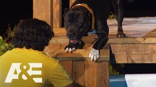 Pitbull Mix Leonittis Conquers His Fear of Water | America&#39;s Top Dog (Season 1) | A&amp;E