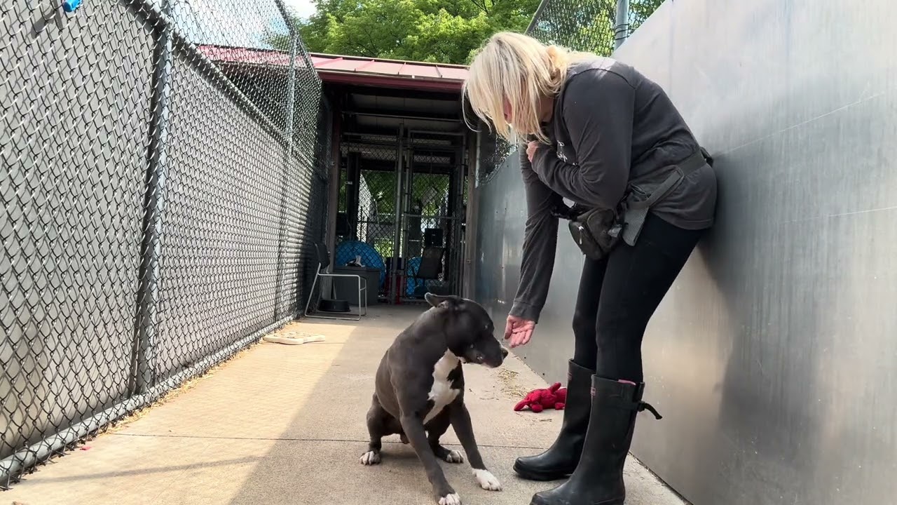 Enlarge Raider, a ADOPTABLE Pit Bull Terrier in Chicago, IL video 5/5