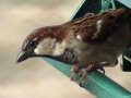 House Sparrow - HD Mini-Documentary 