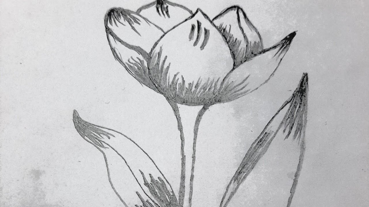 Pencil Drawing a Flower With Leaves Isolated Vector Image 💫💫💫💫