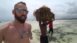 Zanzibar's Greatest Seaweed Farmer 🇹🇿