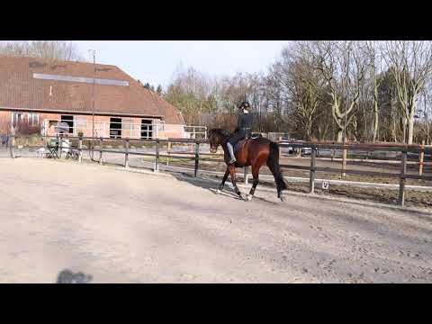 Der fliegende Galoppwechsel