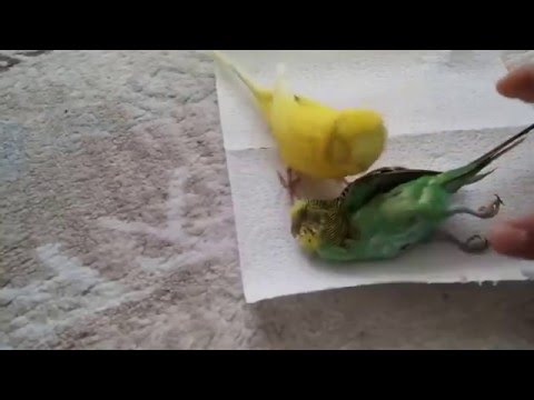 YouTube video about: Can birds die from sadness?