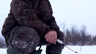 Клев рыбы в курлеке томской области