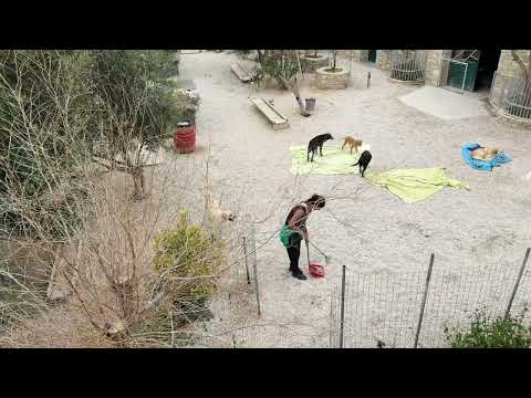 The Party Dogs and Black Devils With His Girls! - Takis Shelter