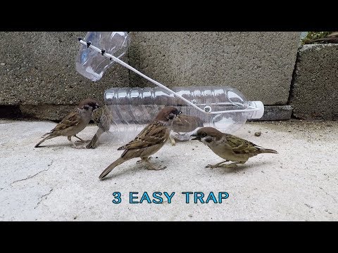 YouTube video about: How do you catch a unique bird?