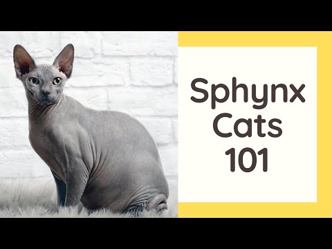 Sphynx Cats 101 - Cat Breed And Personality