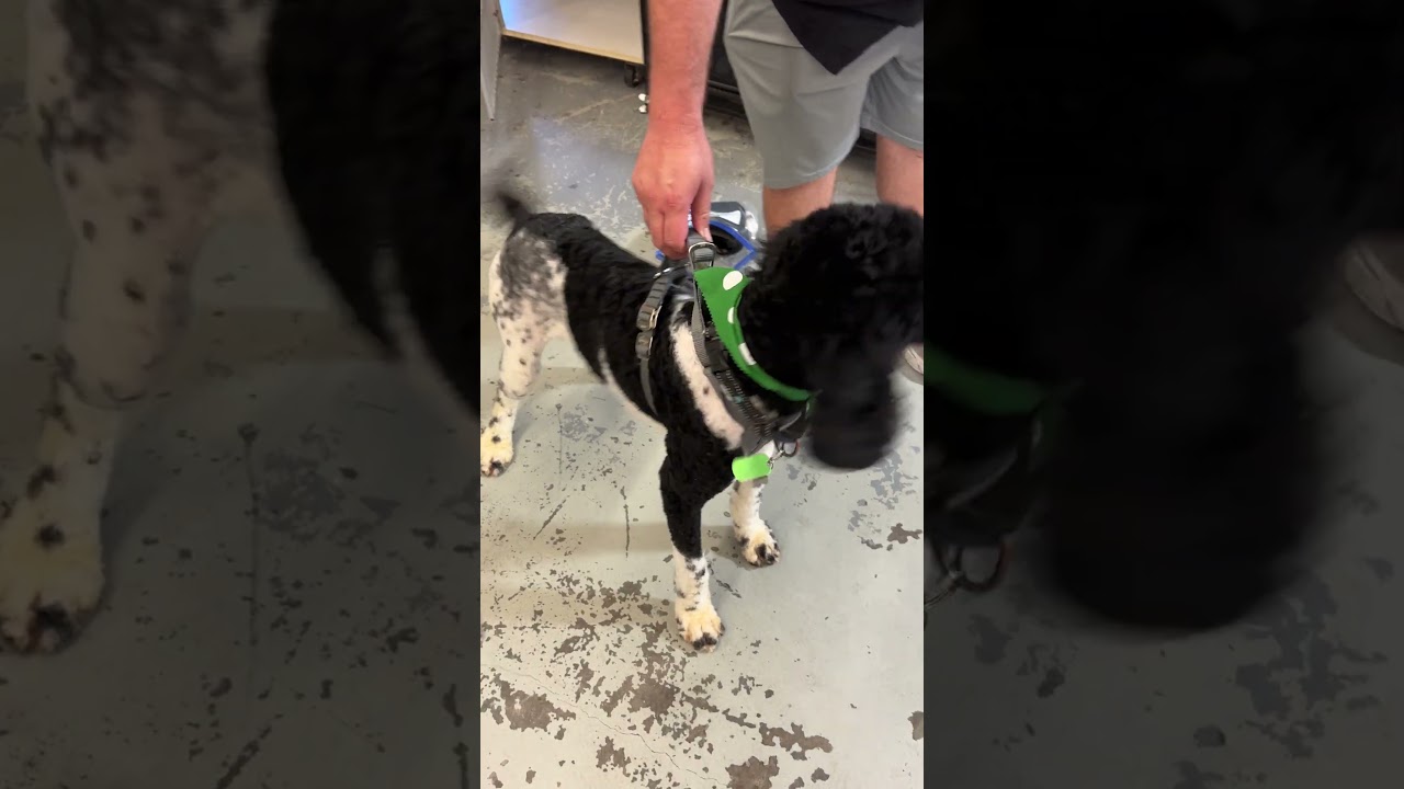Enlarge CARGO, a Adoptable Labradoodle in Sunset Beach , CA video 6/6