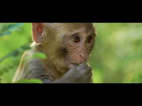 Video thumbnail for All� on volia