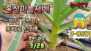 홍산마늘재배, 누워있던 홍산마늘이 다 일어섰습니다. 홍산마늘 생육현황 [농사TV]