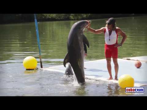 Varadero Dolphins Show - 058v01