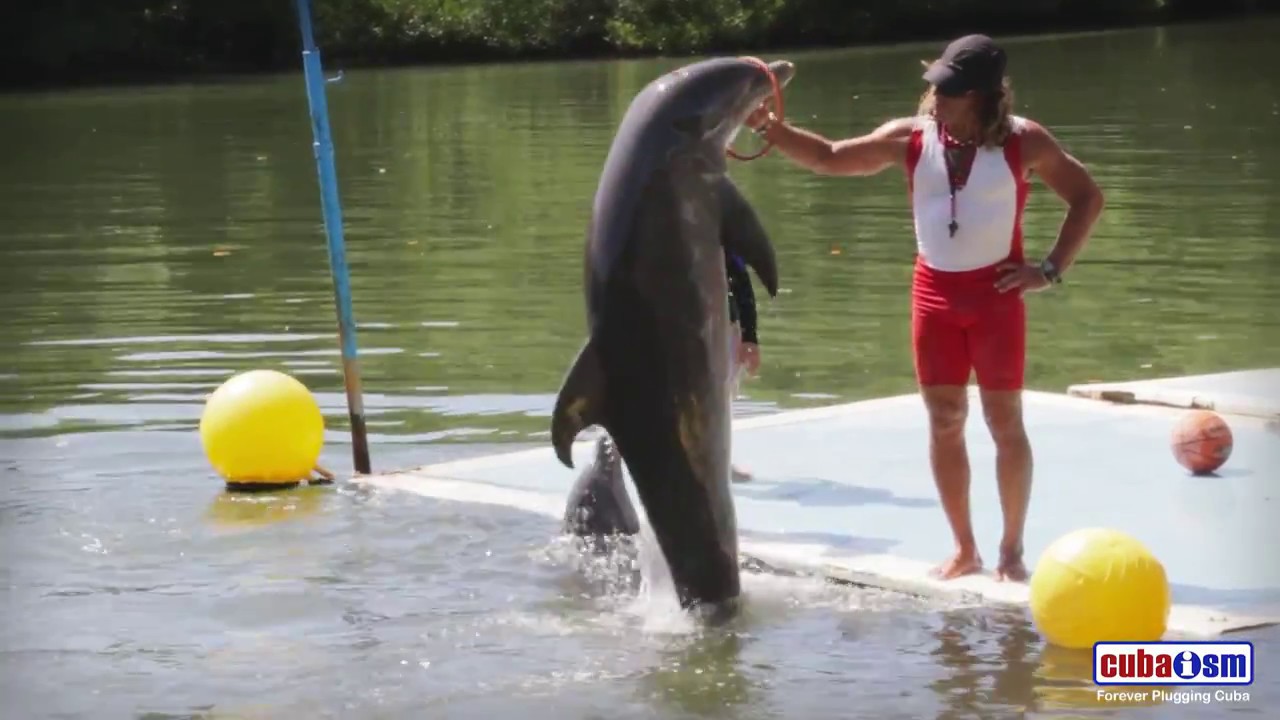 Varadero Dolphins Show - 058v01
