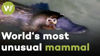 Shy Platypus - Mammals that lay eggs and swim underwater with their eyes closed!