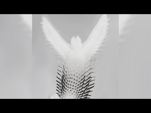 Birds' Flight Feathers Form with Help From 'Sonic Hedgehog'