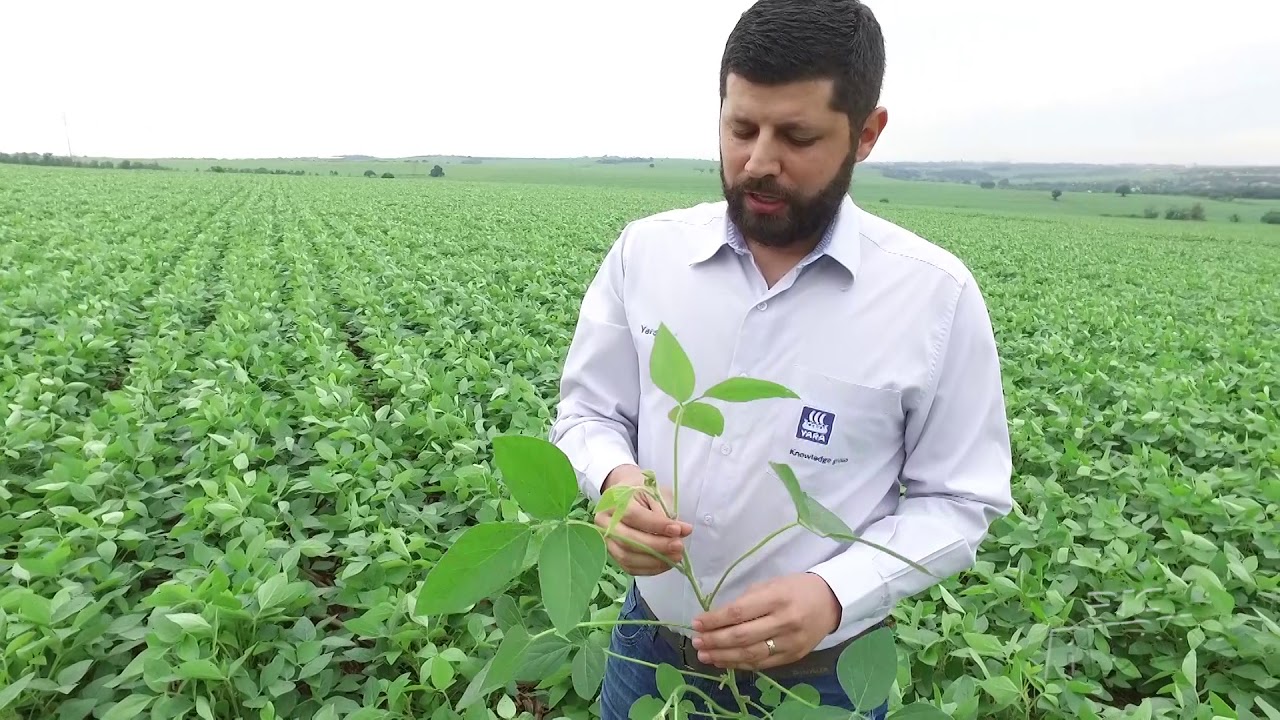 Especialista em nutrição de plantas dá dicas sobre soja