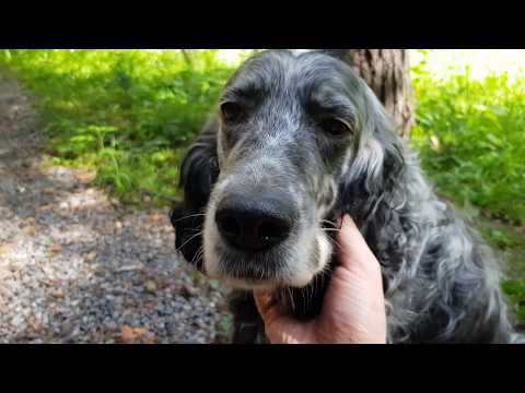 Алиса - лиса. Кратко о друзьях лисы. Вводные.
