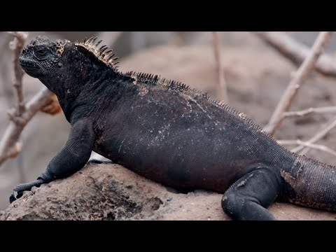 How Marine Iguanas are Surviving Climate Change | BBC Earth