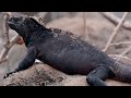 How Marine Iguanas Are Surviving Climate Change BBC Earth