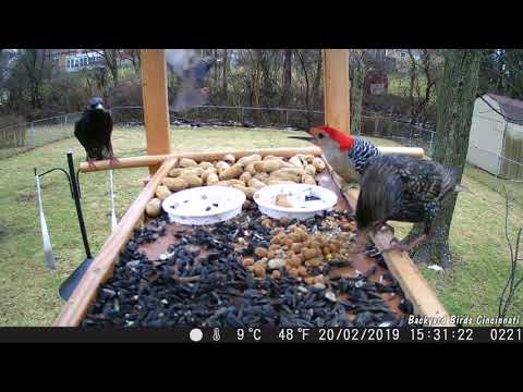 Red Bellied Woodpecker defends feeder from Starlings
