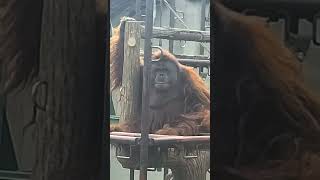 イーバンの秘技！ザル投げを見よ！！　#市川市動植物園　2026/5/26