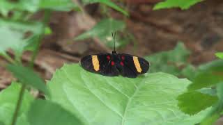 preview picture of video 'Butterflies from Yungas Bolivia part 4'