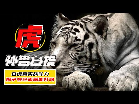 白老虎意思