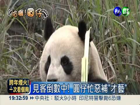 圓仔學人精! 吃竹葉卻不會嚼