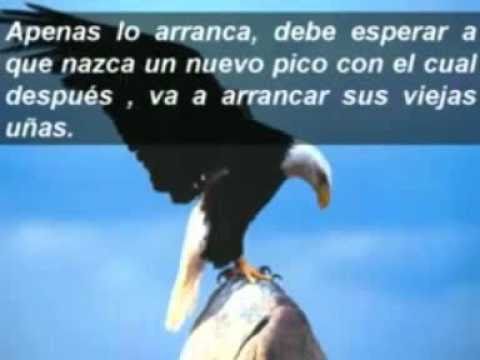 El vuelo del aguila.wmv