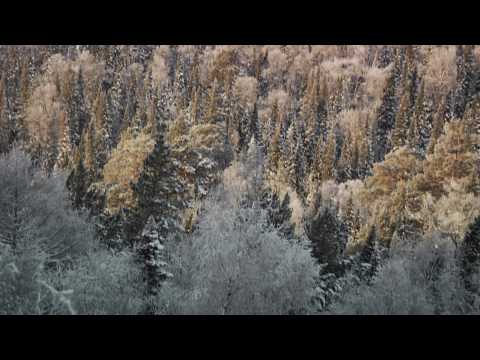 Трейлер