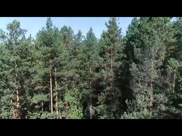 Полиция Ангарска напомнила о мерах безопасности в лесу