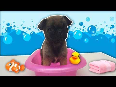 download lagu mp3 mp4 De Pan, download lagu De Pan gratis, unduh video klip De Pan