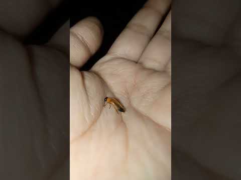 See what have I got it Fireflies #foryou #viral #ytshort #youtubeshorts #fireflies #firefly #shorts