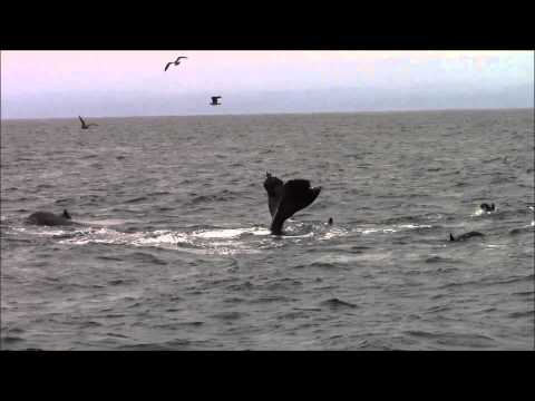 9.10.13 Humpback Whales Monterey, California