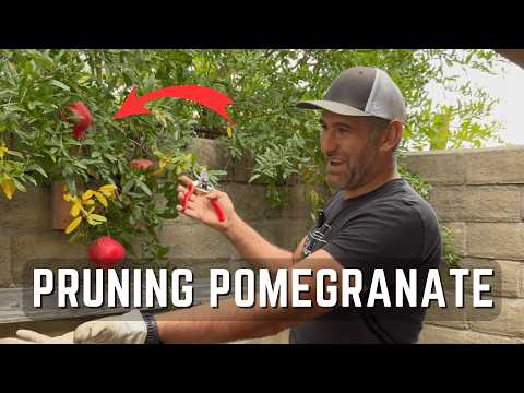 Stop Cutting the Wrong Branches! Summer & Fall Pomegranate Pruning Tips That Work
