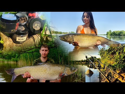 Łowisko Jerzyn - waleczne karpie i amury - stanowisko 36