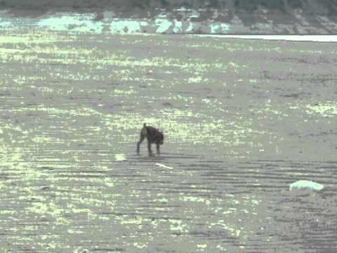 Randa zippin across the beach