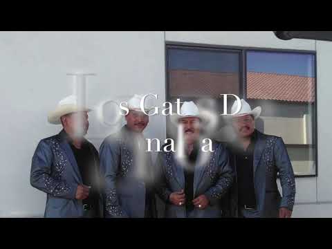 Los Gatos De Sinaloa...Jose Luis Quiros Guaperrin