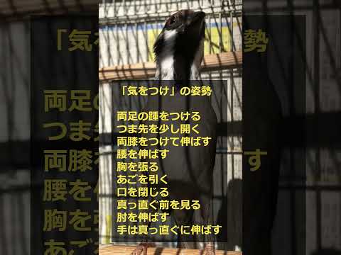 ホワイトジャークブッシュ