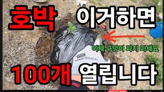 호박 이거하면! 100개 열립니다 이건진짜 미친 기발한방법 입니다! #호박재배 #호박키우기 #호박심기 #호박…