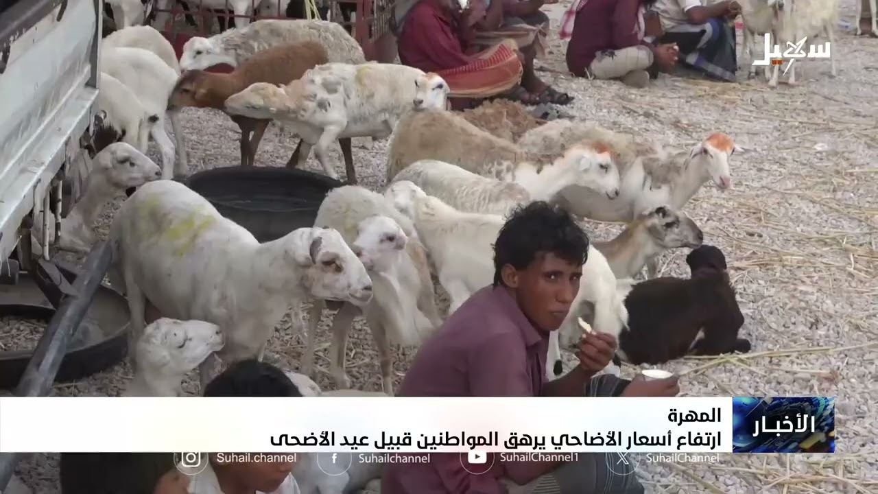 المهرة .. ارتفاع أسعار الأضاحي يرهق المواطنين قبيل عيد الأضحى
