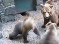 Two Little Brown Bear Cubs Fighting