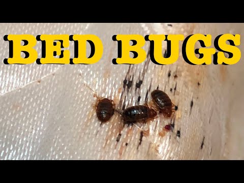 Bed Bugs, A Step By Step Guide to elimination - The Only Real Solution (TLDR it isn’t Steam or DE)