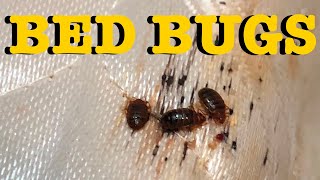Bed Bugs, A Step By Step Guide to elimination - The Only Real Solution (TLDR it isn’t Steam or DE)