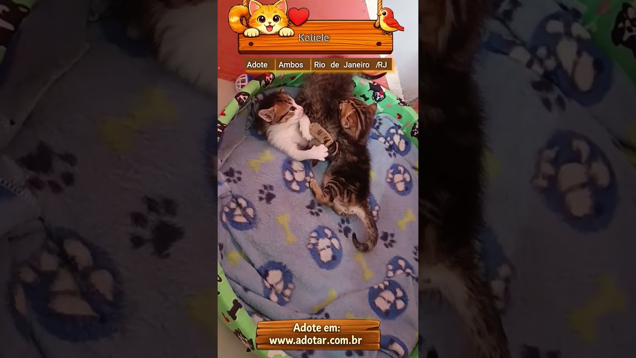 Gato raça SRD-ViraLata idade Abaixo de 2 meses nome Katiele 